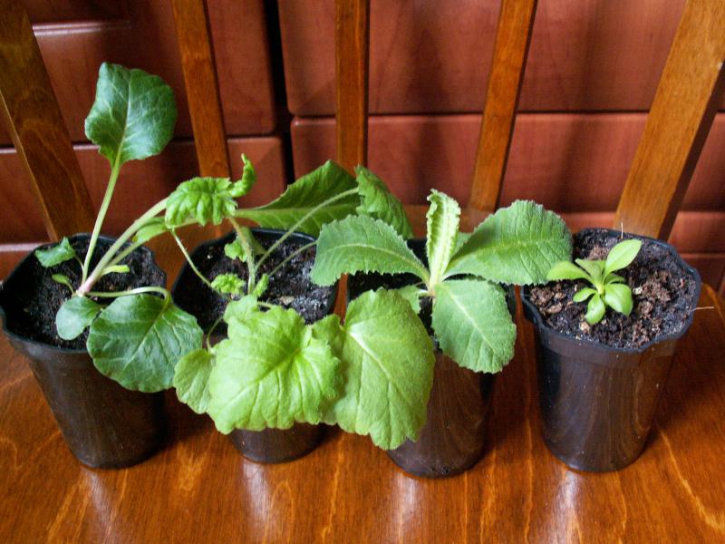 Рюкзак для кукол своими руками из бумаги 32