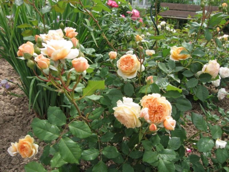 Корона роза фото и описание Фото-gal-Crown Princess Margareta