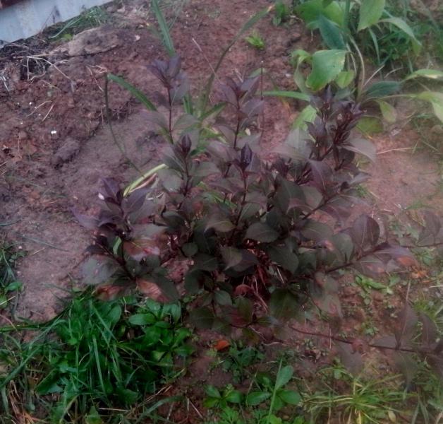посадка вейгелы Plants, Garden