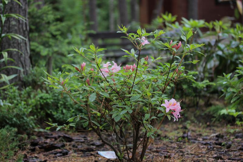 --Rhododendron viscosum Juniduft