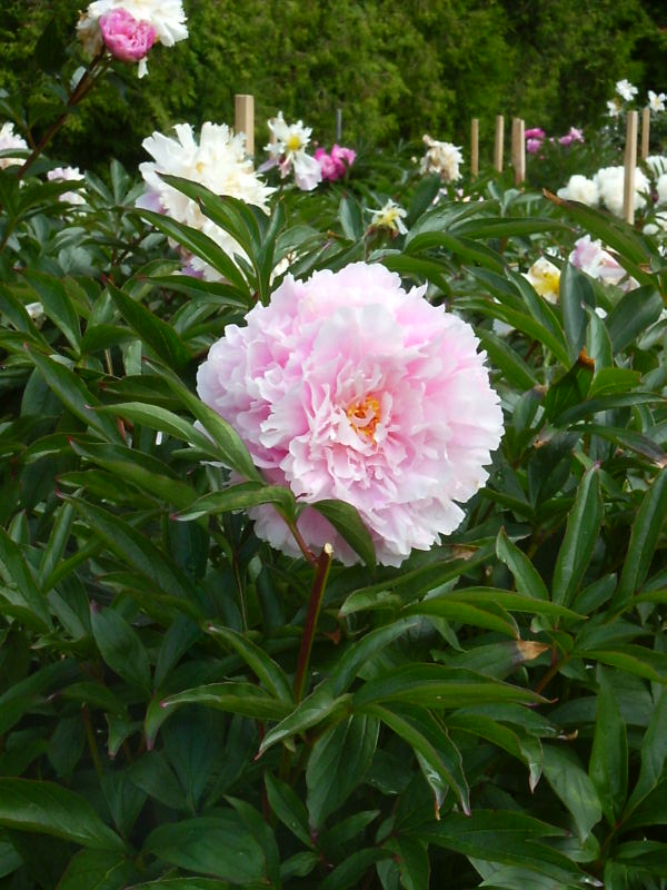 Пион травянистый 'Сольвейг' / Paeonia 'Solvejg'