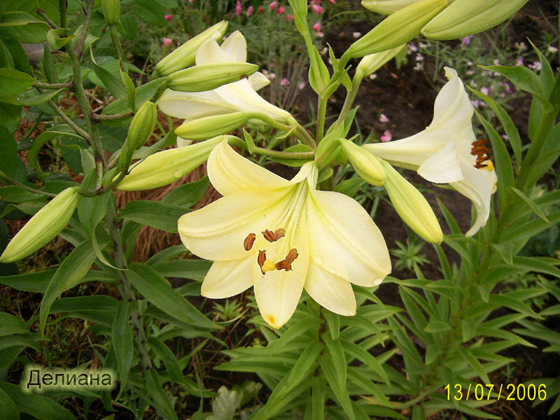 Длинноцветковые гибриды (The Longiflorum Hybrids) - ЛИЛИИ - Фотоальбомы - Mama's