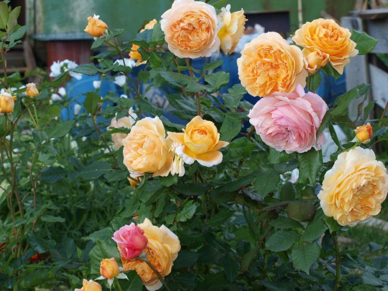 a shropshire lad a shropshire lad