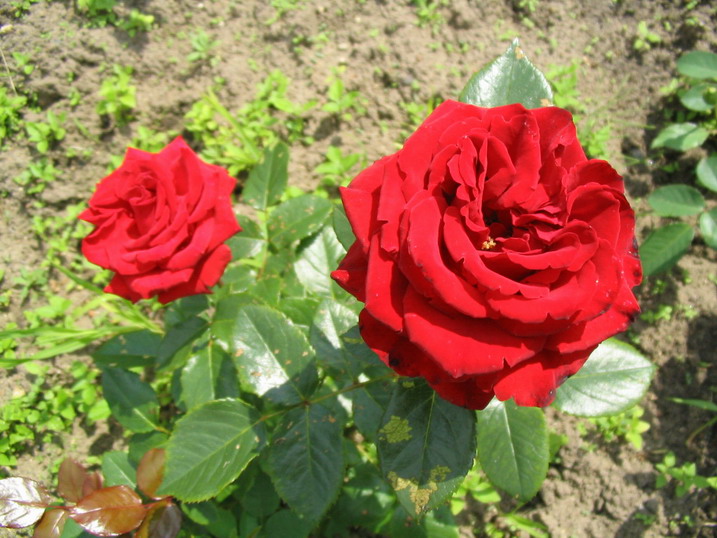 Файл:Rosa Perfect Moment 1.jpg - Вікіпедія