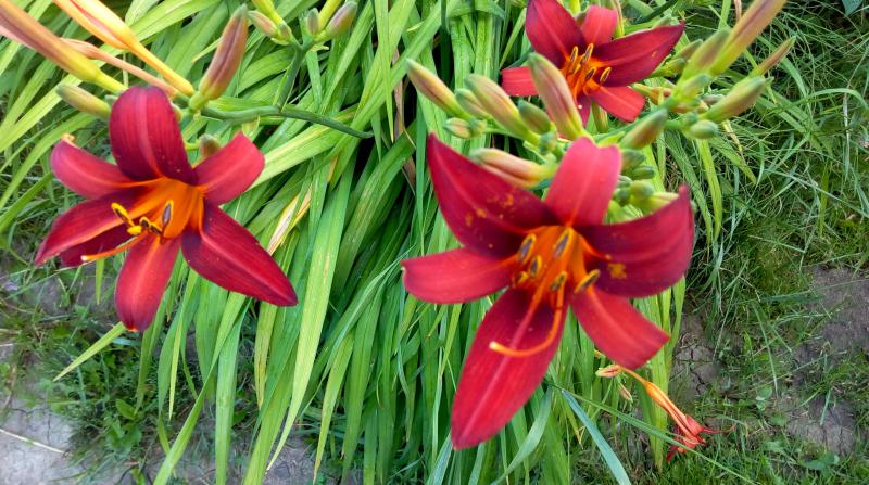 Цветок лилейник в Украине, красоднев, красоднев малый, цветы Лилейники, daylily, сорта, каталог, купить лилейник, фото, видео
