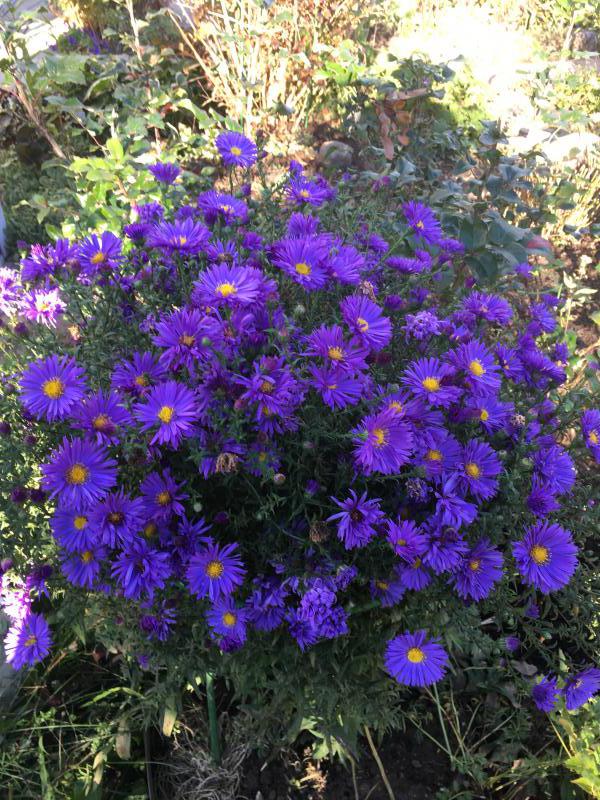 How to Grow and Care for Asters Aster flower, Fall blooming flowers, Blue flower