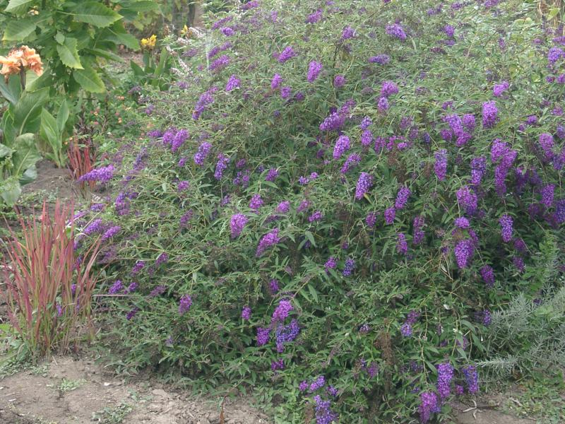 Pugster Amethyst Butterfly Bush Buddleia