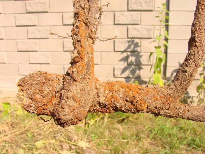 an apple tree and soil with roots and grass 3D illustration фотография Stock Ado