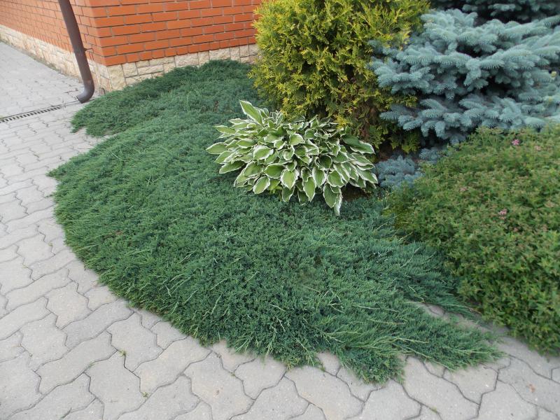 Горизонтальные можжевельники в дизайне сада