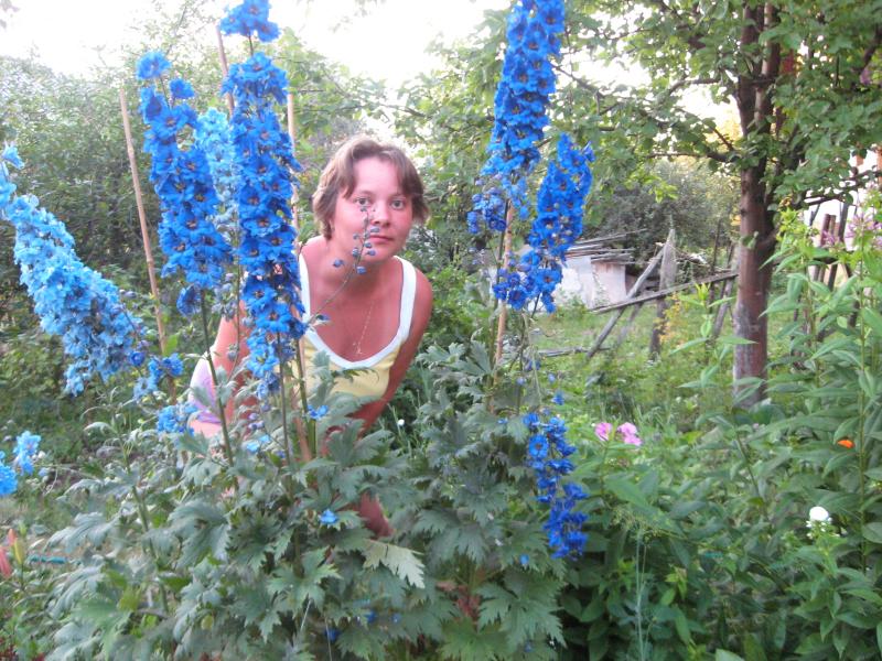 Выращивание новозеландского дельфиниума из семян в домашних условиях 22